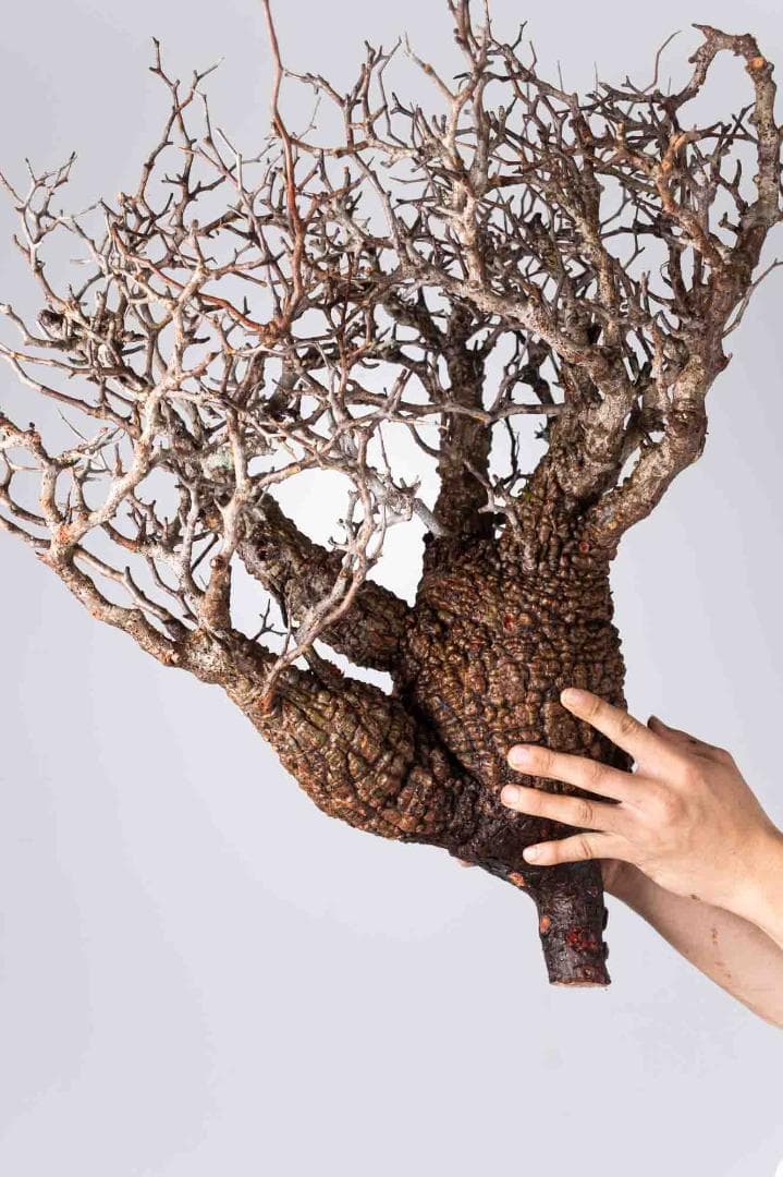 LP87 オペルクリカリア パキプス コーデックス ベアルート株