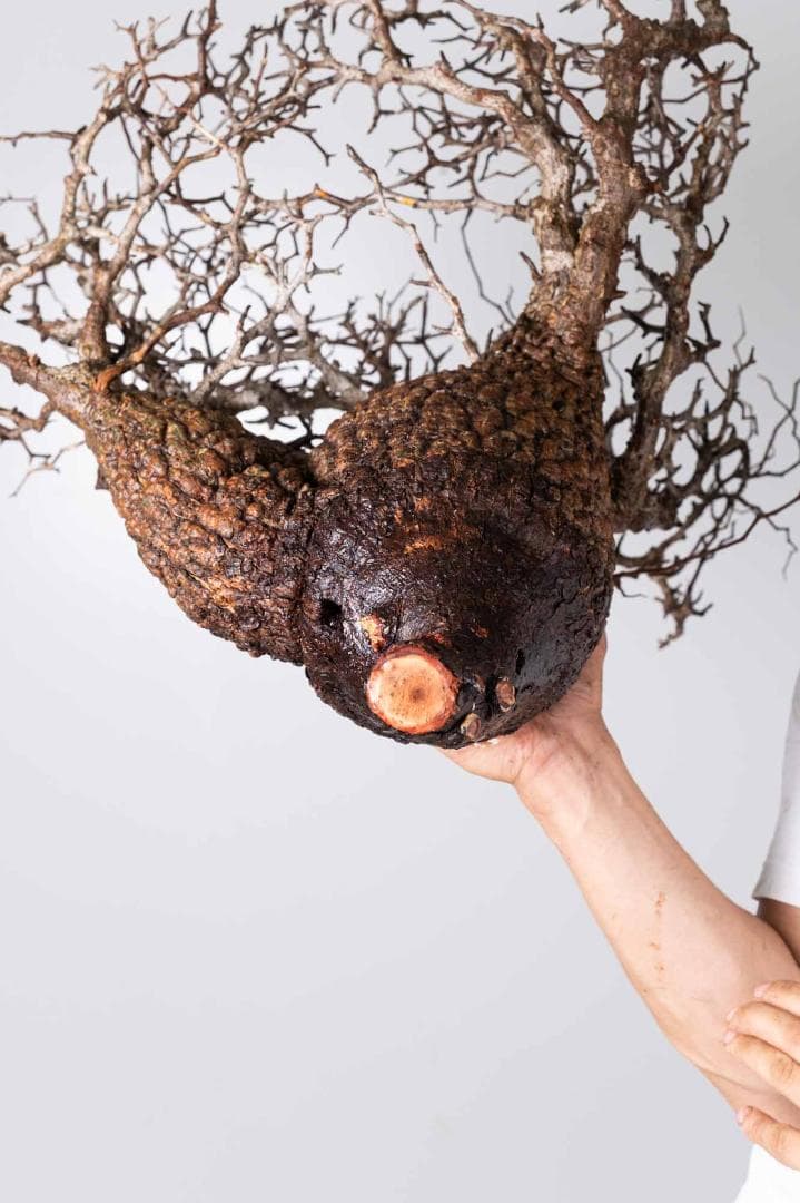 LP87 オペルクリカリア パキプス コーデックス ベアルート株