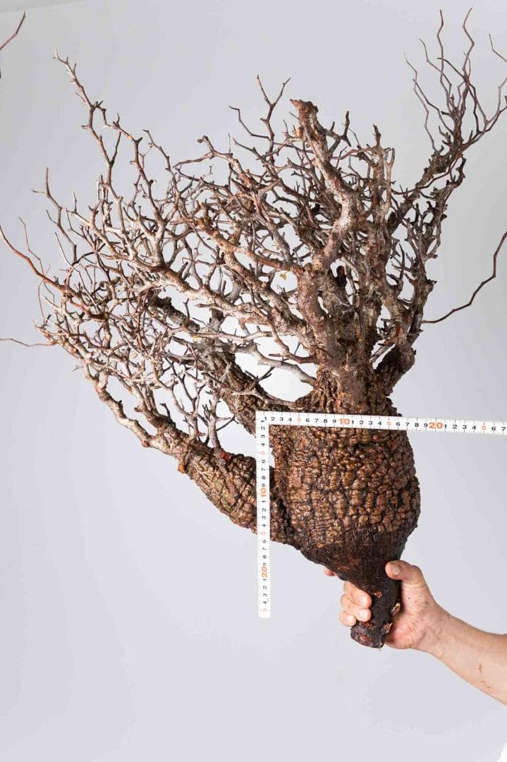 LP87 オペルクリカリア パキプス コーデックス ベアルート株