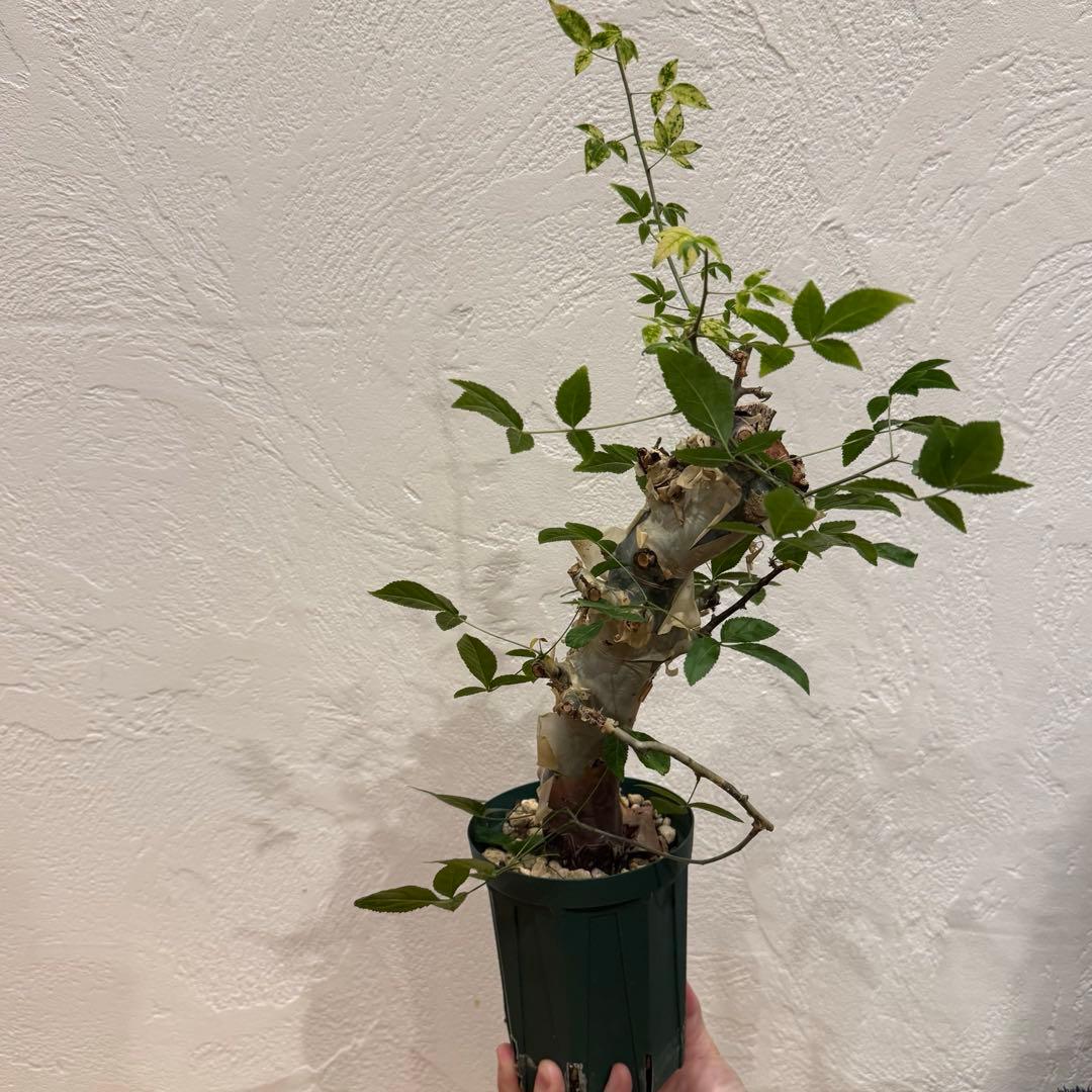 コミフォラ コミフォラエミニー 塊根植物 発根済 塊根