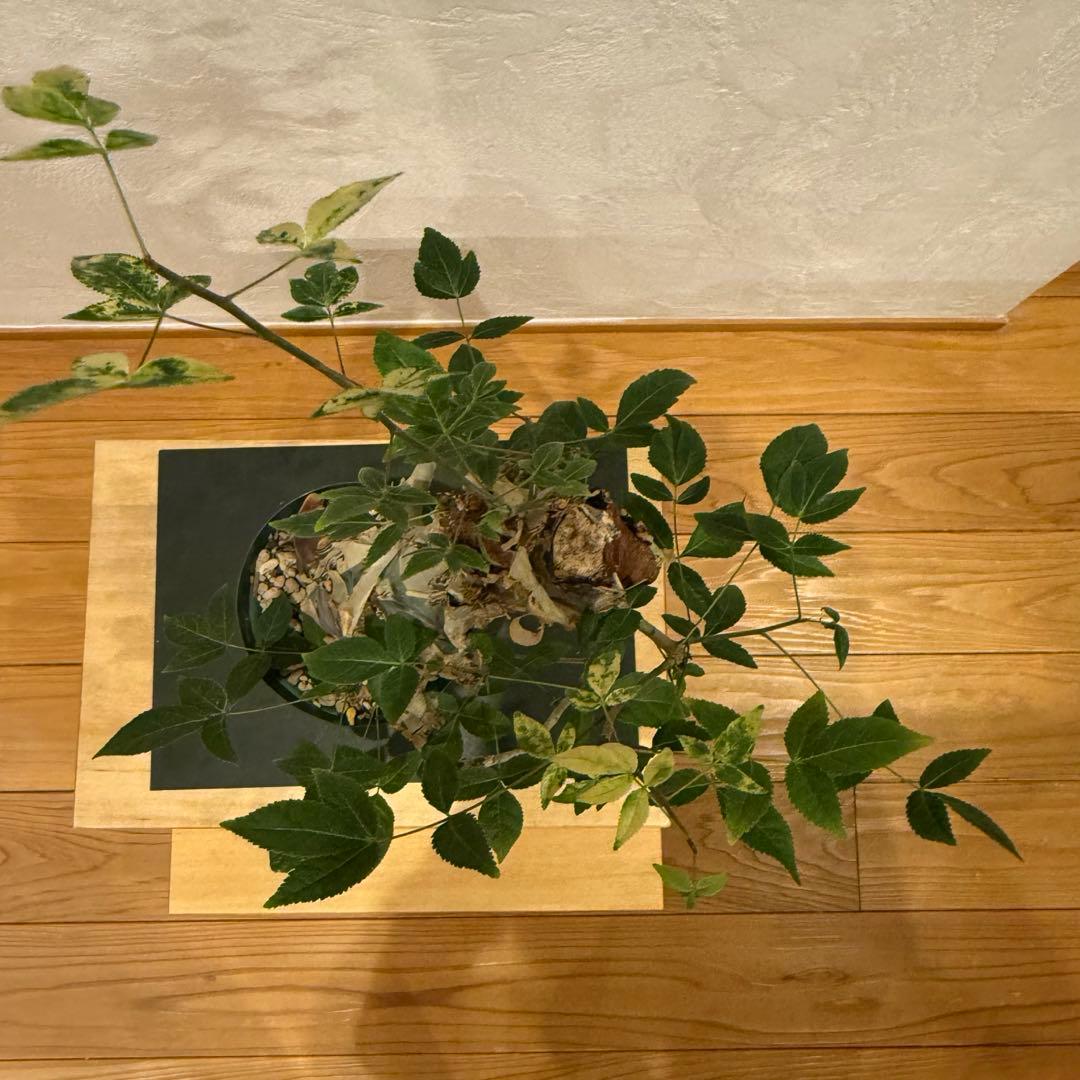 コミフォラ コミフォラエミニー 塊根植物 発根済 塊根