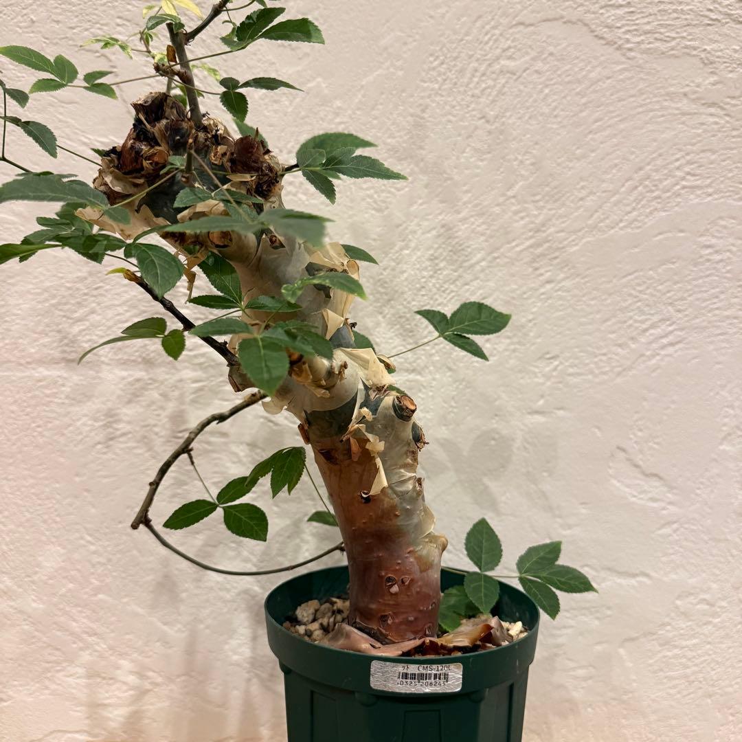 コミフォラ コミフォラエミニー 塊根植物 発根済 塊根