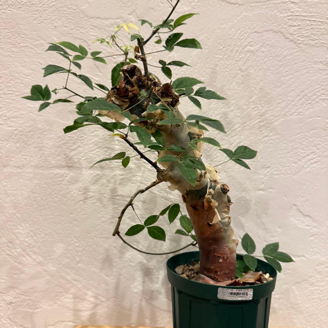 コミフォラ コミフォラエミニー 塊根植物 発根済 塊根