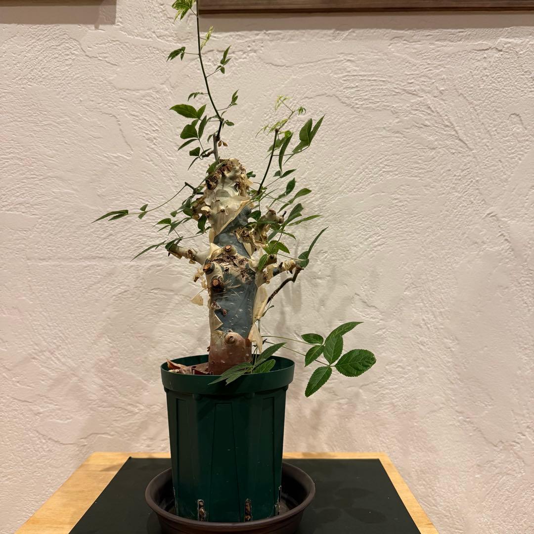 コミフォラ コミフォラエミニー 塊根植物 発根済 塊根