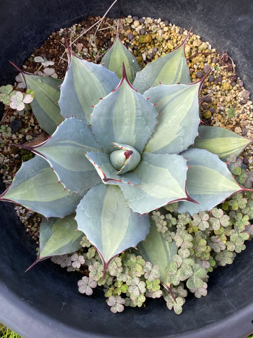 【限定セール60000→45000】ホーチエンシス25センチ大株　レア株 限定セール60000→45000】ホーチエンシス25センチ大株 レア株