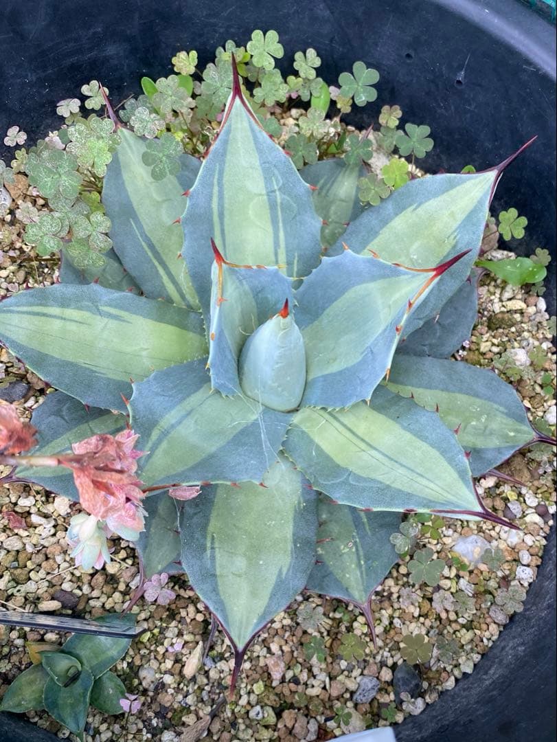 限定セール60000→45000】ホーチエンシス25センチ大株 レア株