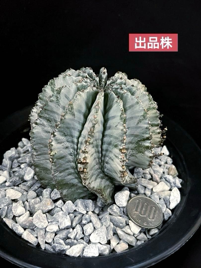 ユーフォルビアホリダ 金子アルバ 親株 極選抜