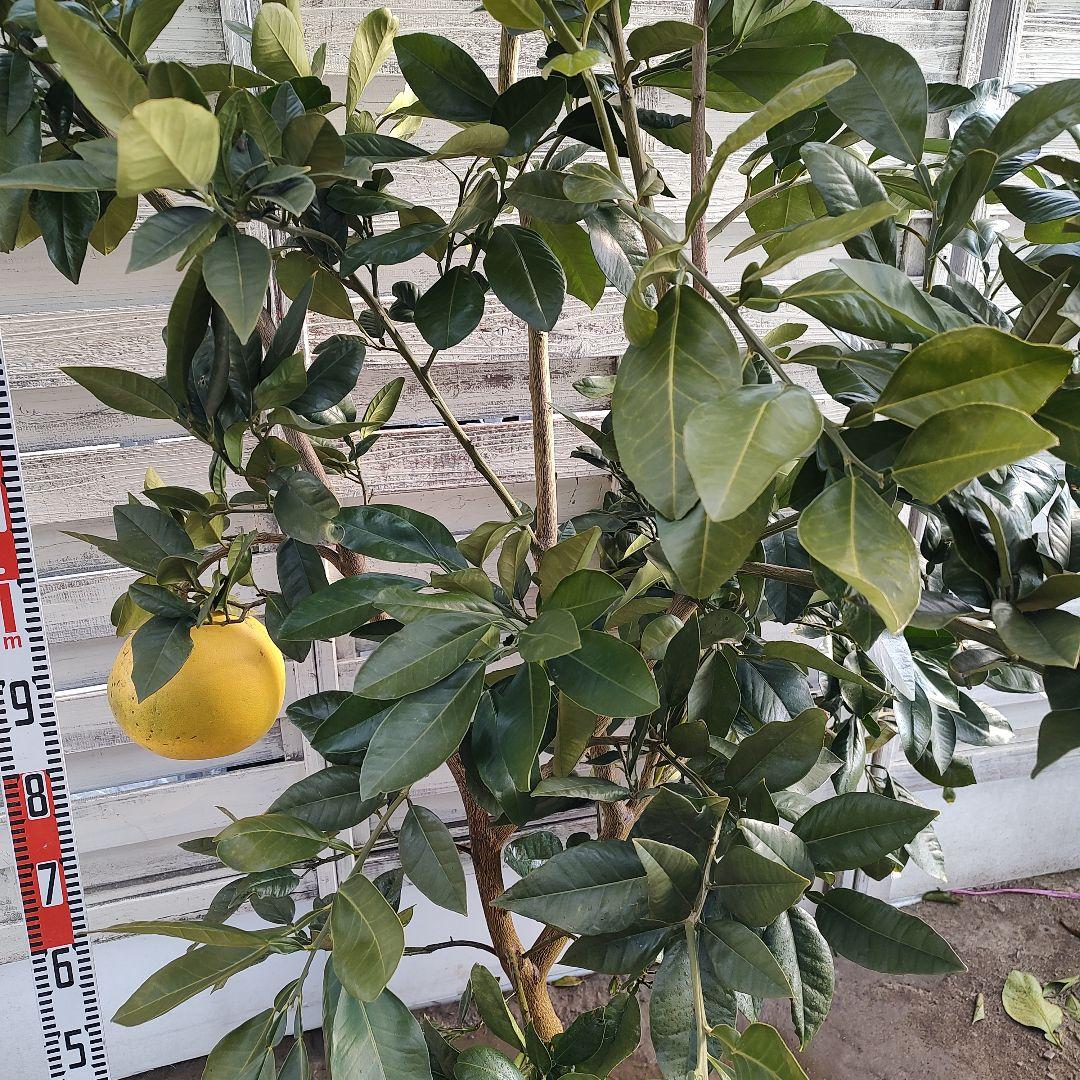 がんもさま専用