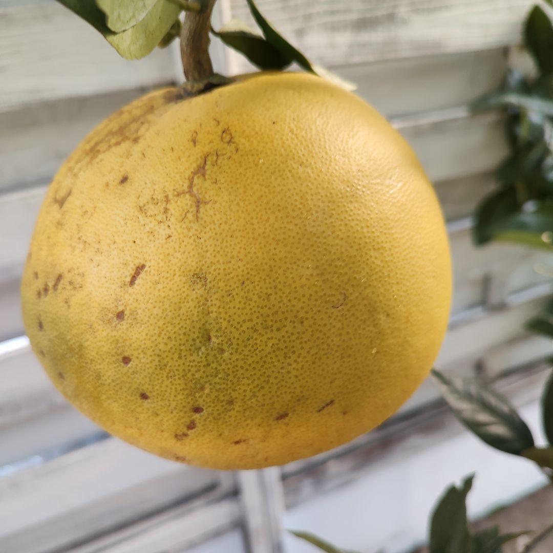 がんもさま専用