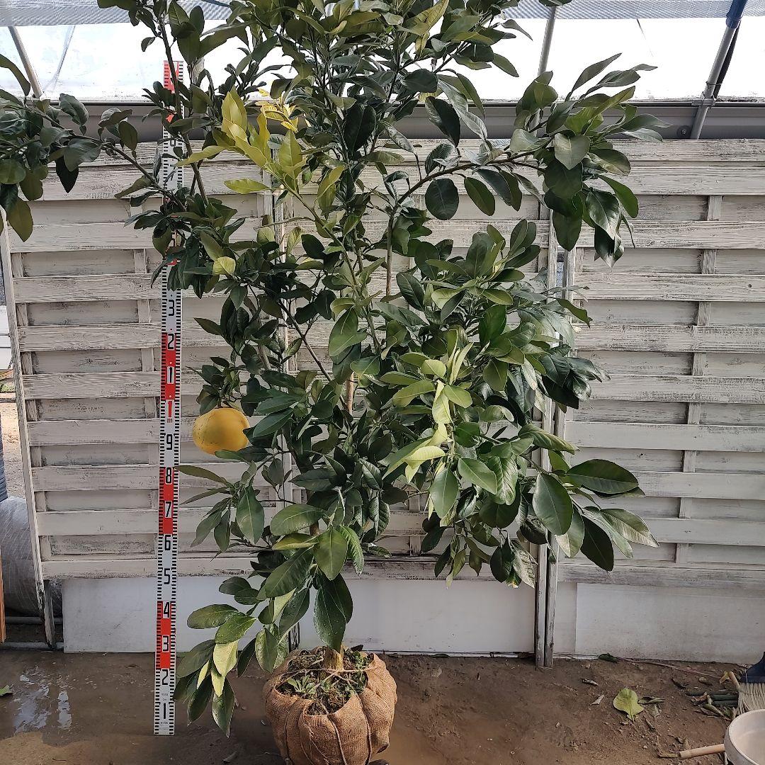 がんもさま専用