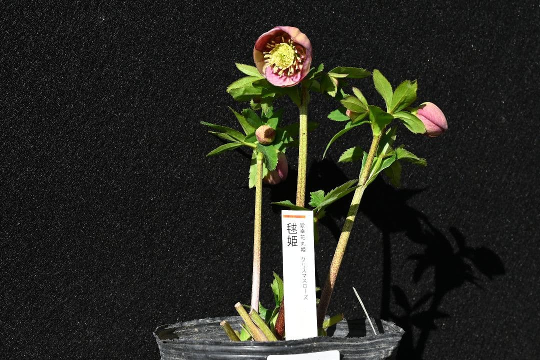 クリスマスローズ　認定毬姫　加藤農園