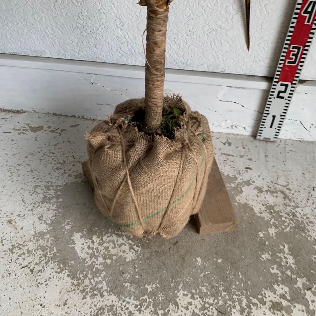 斑入り　レッドスター　コルジリネ 赤ドラセナ　根巻　18