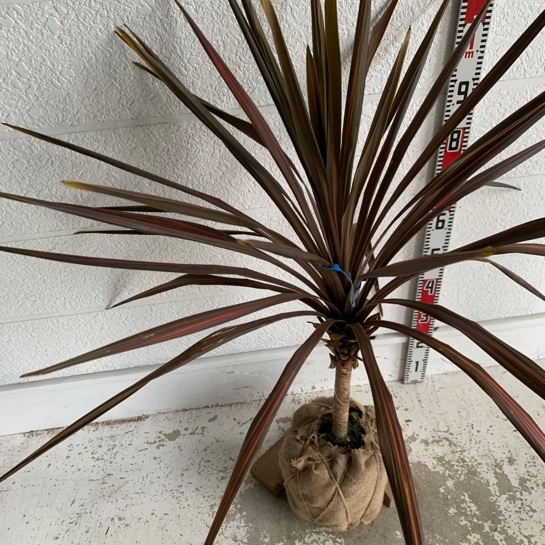 斑入り　レッドスター　コルジリネ 赤ドラセナ　根巻　18