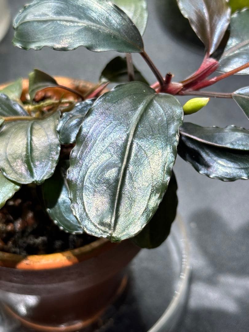 ブセファランドラ sp. Murung raya【LA0515-04】 - メルカリ