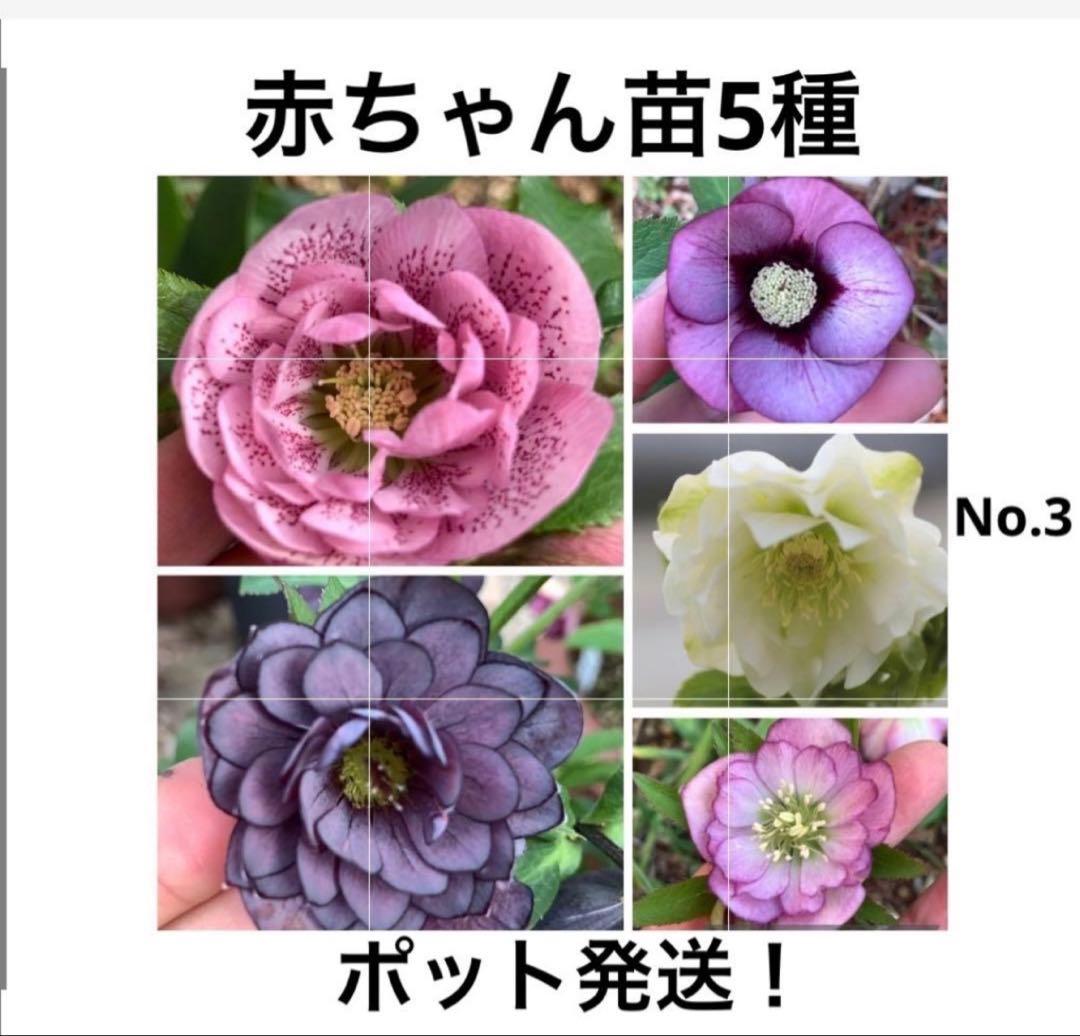 クリスマスローズ赤ちゃん苗5種3-2、ポット発送！ - メルカリ