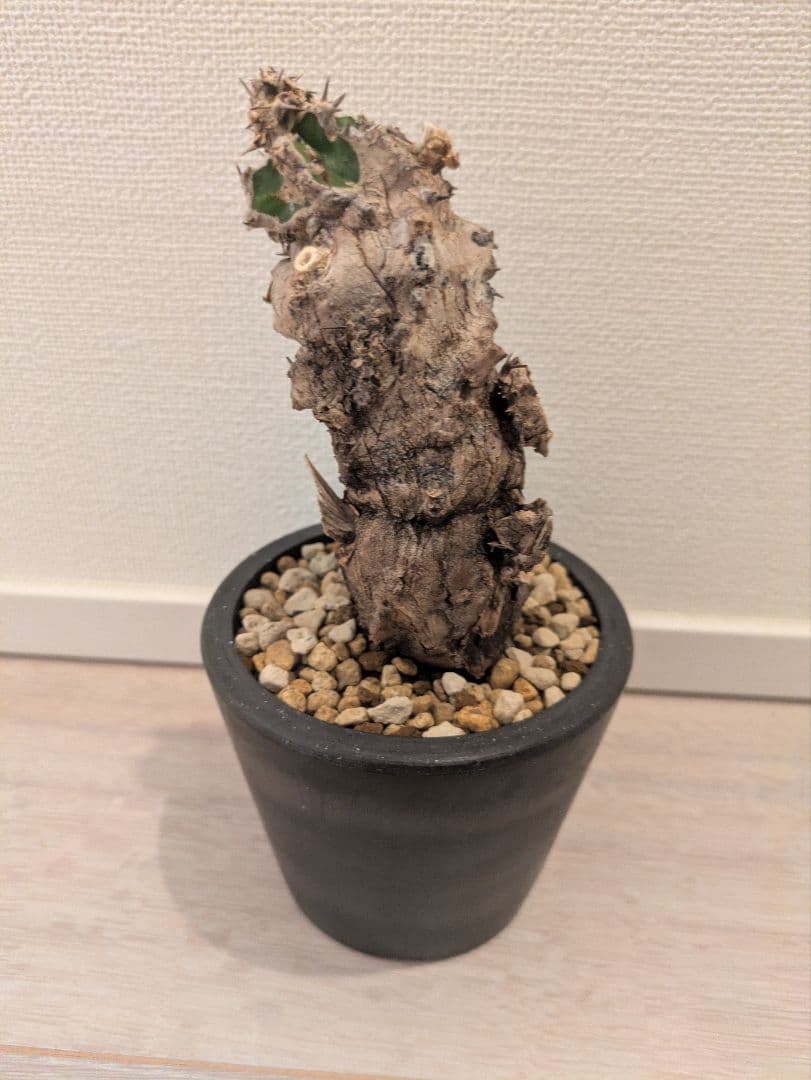 ムランジーナ ユーフォルビア 発根済 塊根植物