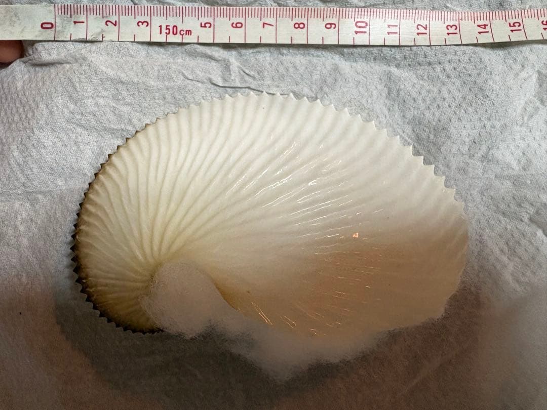 アオイガイ　8個セット