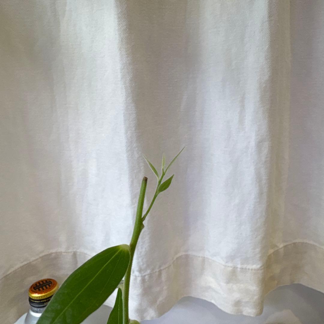 Yさん専用。ceratostemaまとめ