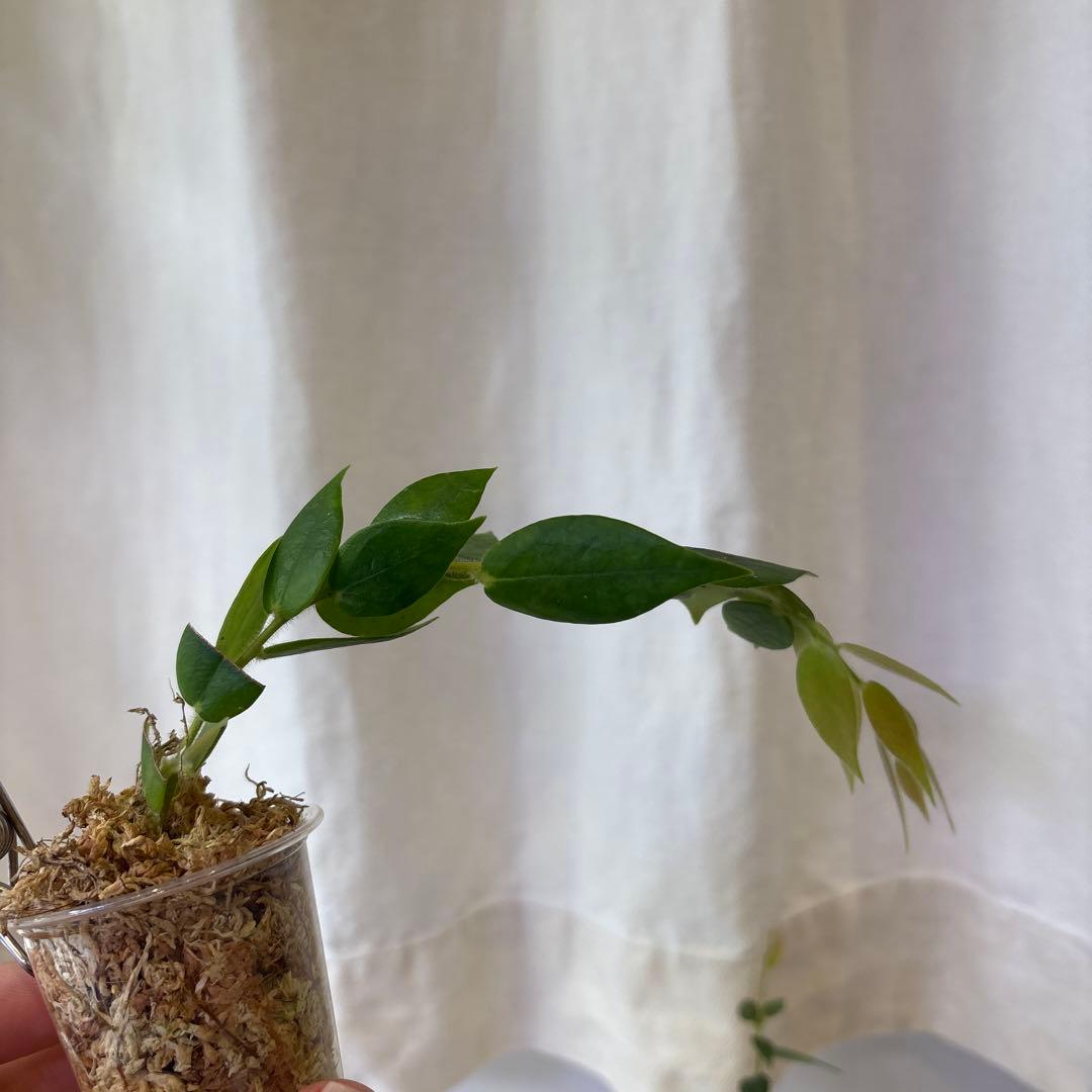 Yさん専用。ceratostemaまとめ