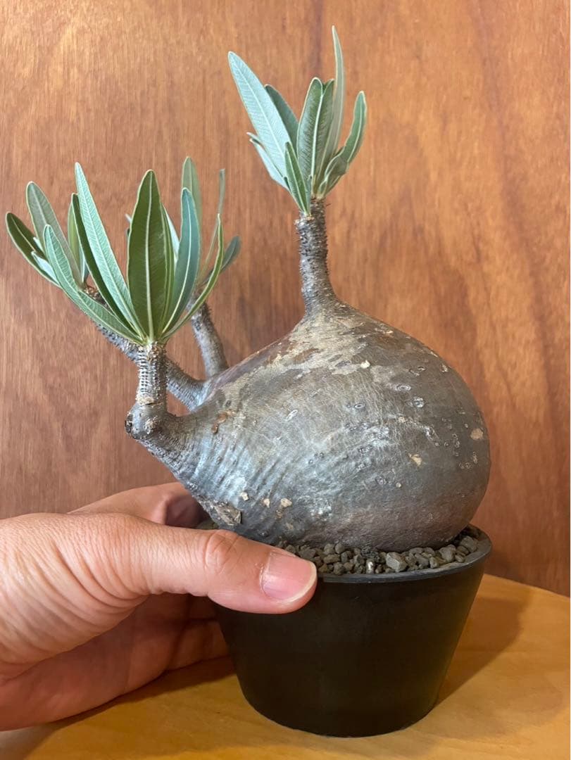 グラキリス 大 現地球 サンデルシー種子10粒プレゼント - メルカリ