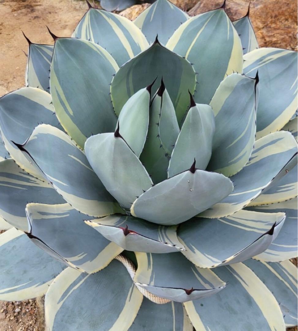 Agave parryi var. truncata 'Orizaba' 147 - メルカリ