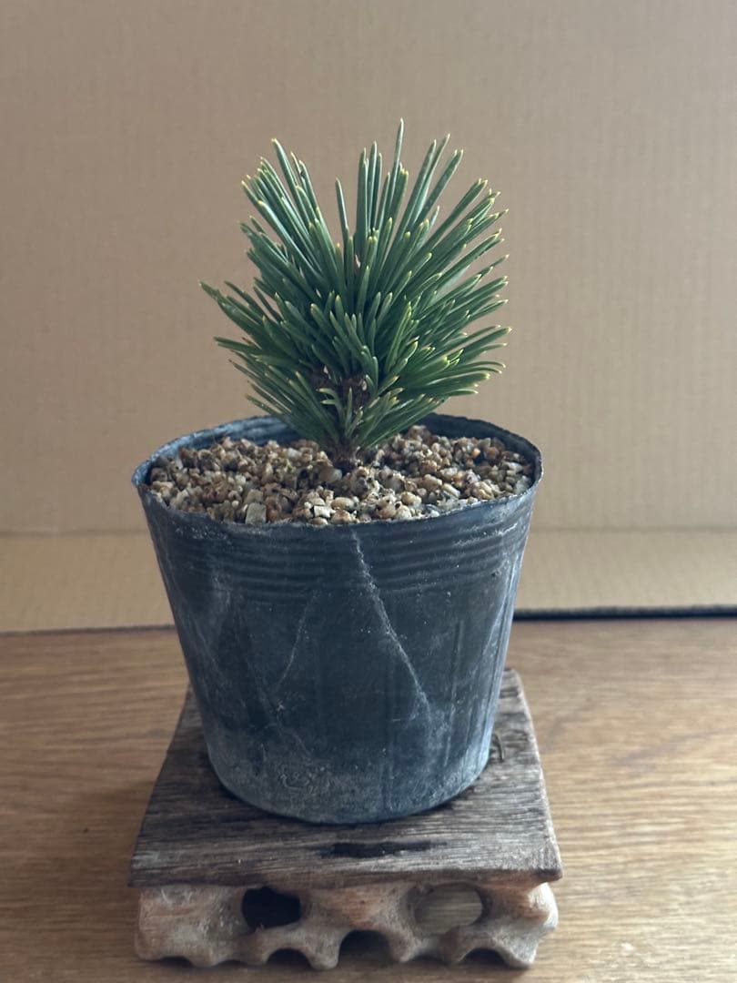 盆栽素材 黒松旭龍-3