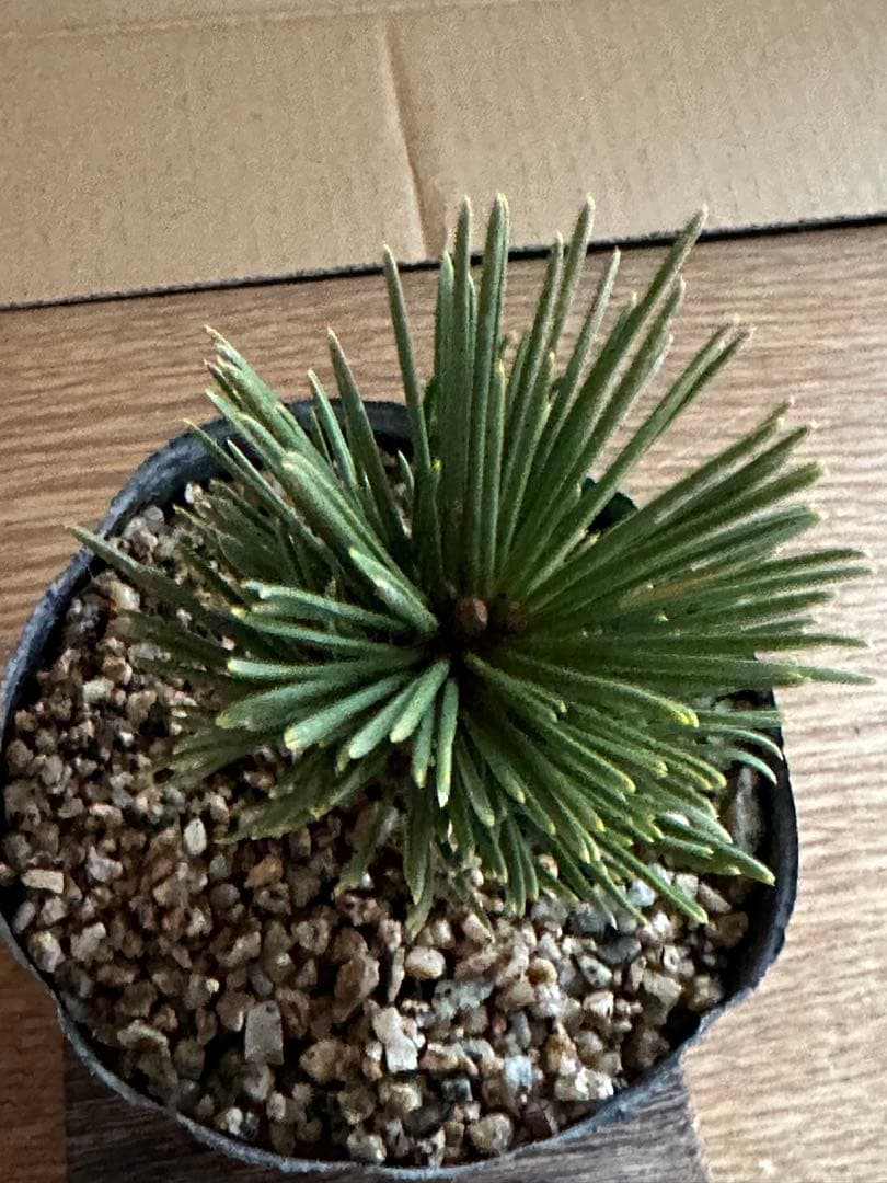 盆栽素材 黒松旭龍-3