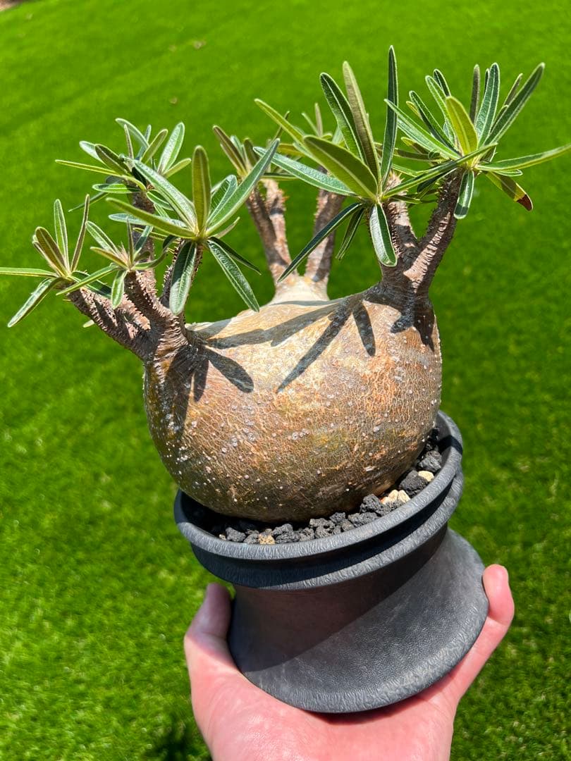 アツ　グラキリス