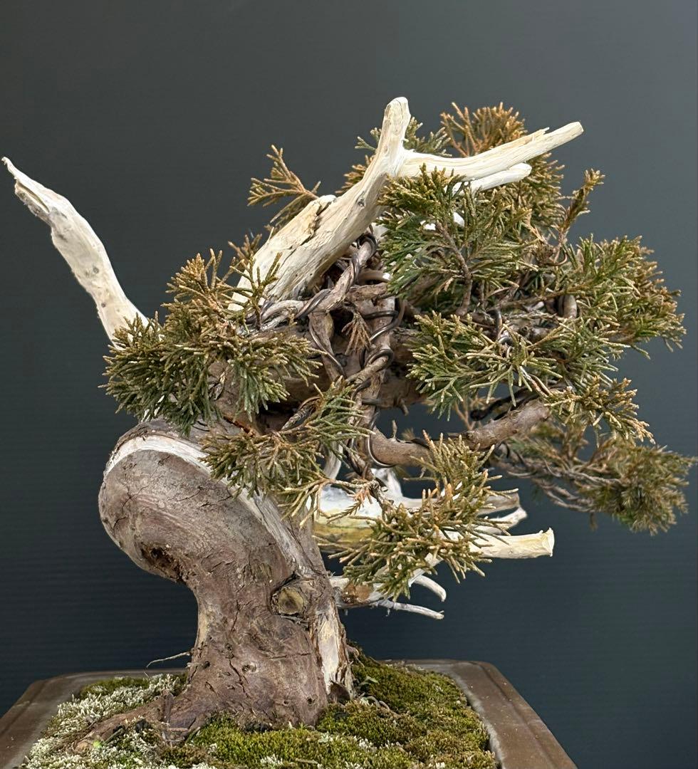 5*2様 [スペシャル❗️サービス❗️オークション盆栽]