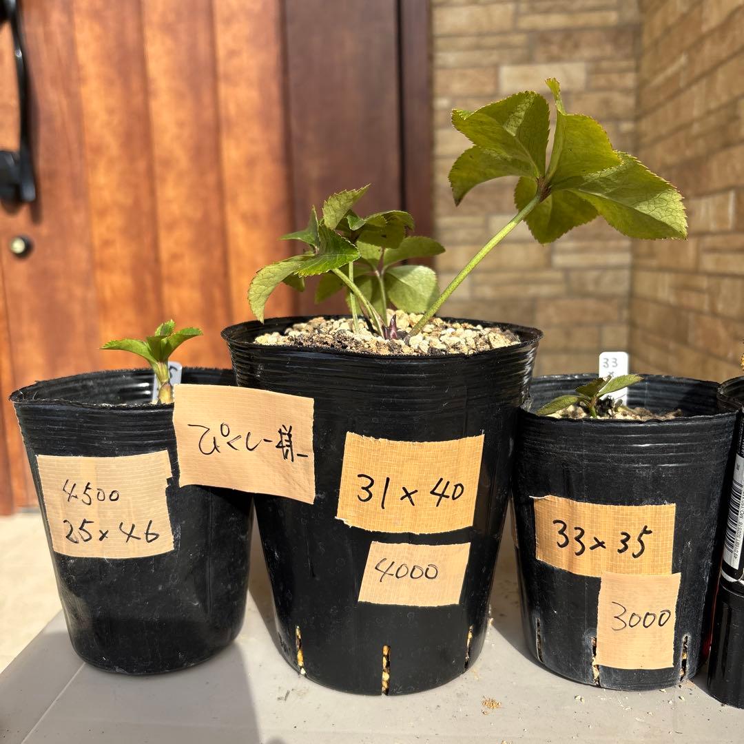 クリスマスローズ苗