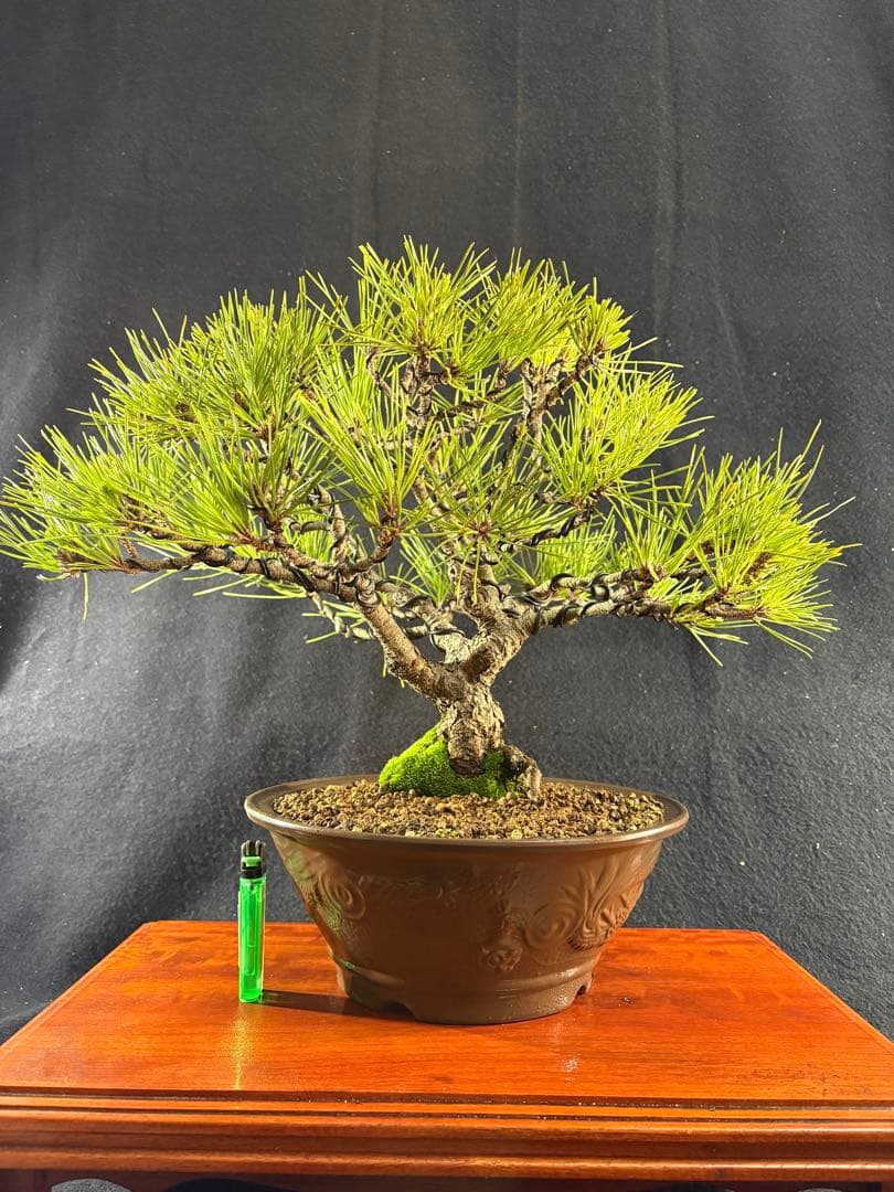 貴風盆栽、黒松、模様木(幹太) やや傷や汚れあり