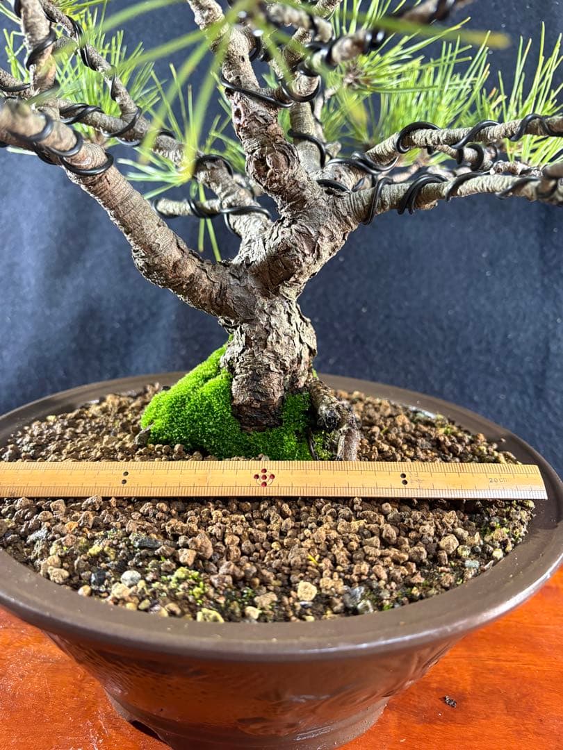 貴風盆栽、黒松、模様木(幹太) やや傷や汚れあり