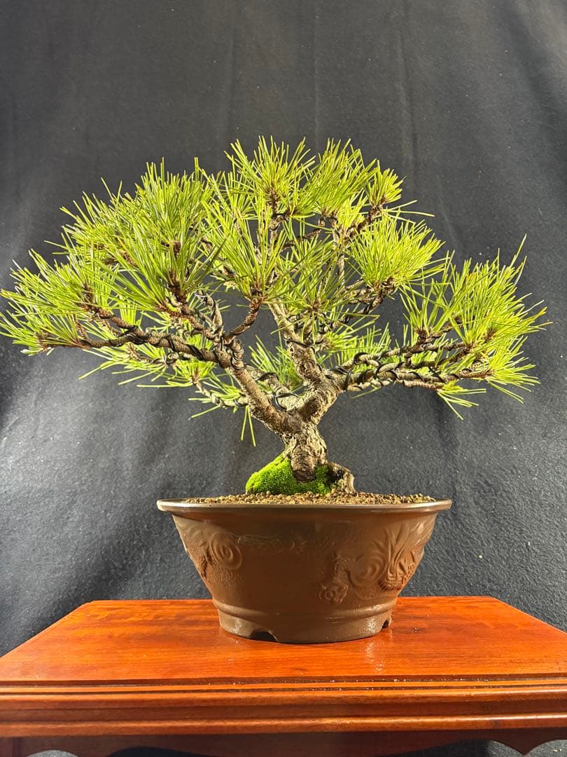 貴風盆栽、黒松、模様木(幹太) やや傷や汚れあり