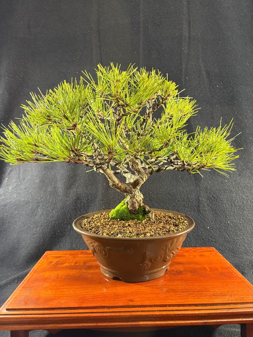 貴風盆栽、黒松、模様木(幹太) やや傷や汚れあり