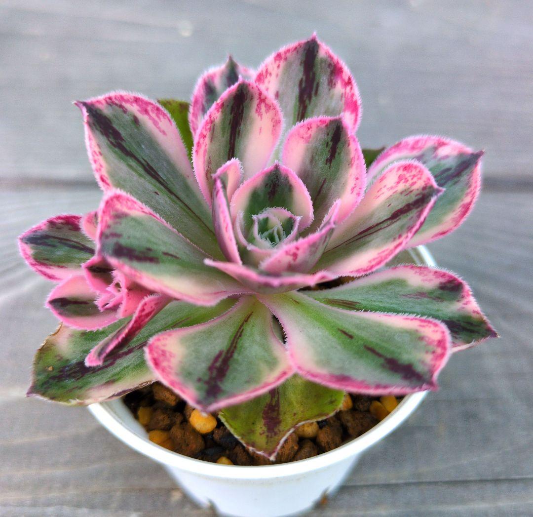 ♡アエオニウム【ロスコフ錦】抜き苗♡多肉植物 - メルカリ