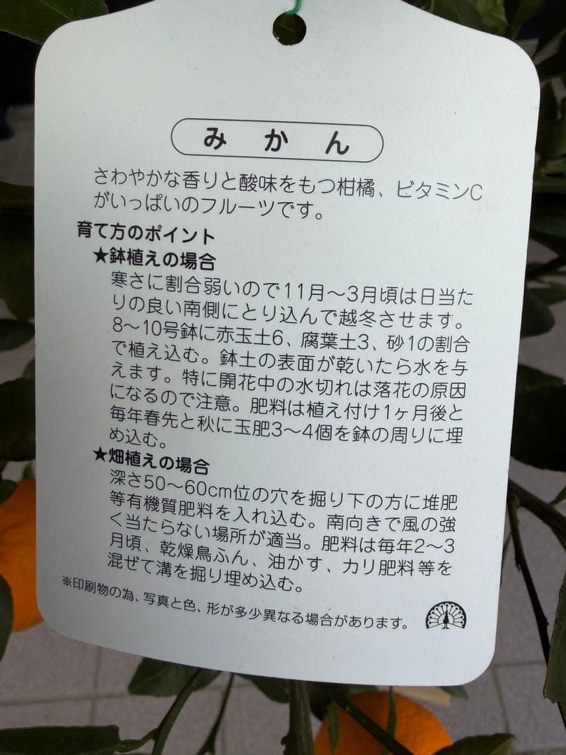 柑橘苗　みかん　不知火　実付き　果樹　特大株