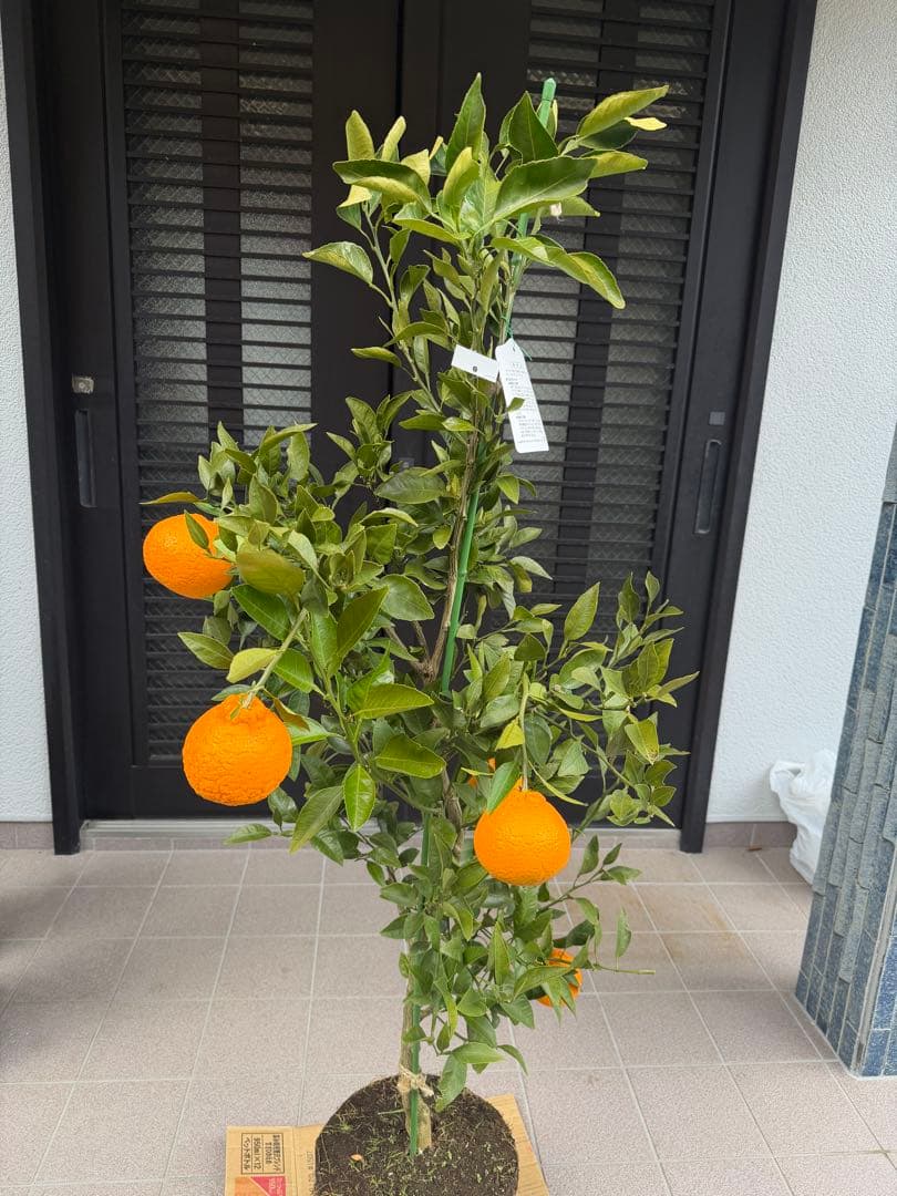 柑橘苗　みかん　不知火　実付き　果樹　特大株