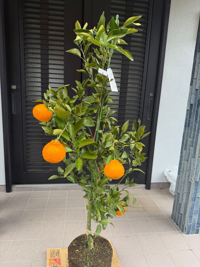 柑橘苗　みかん　不知火　実付き　果樹　特大株