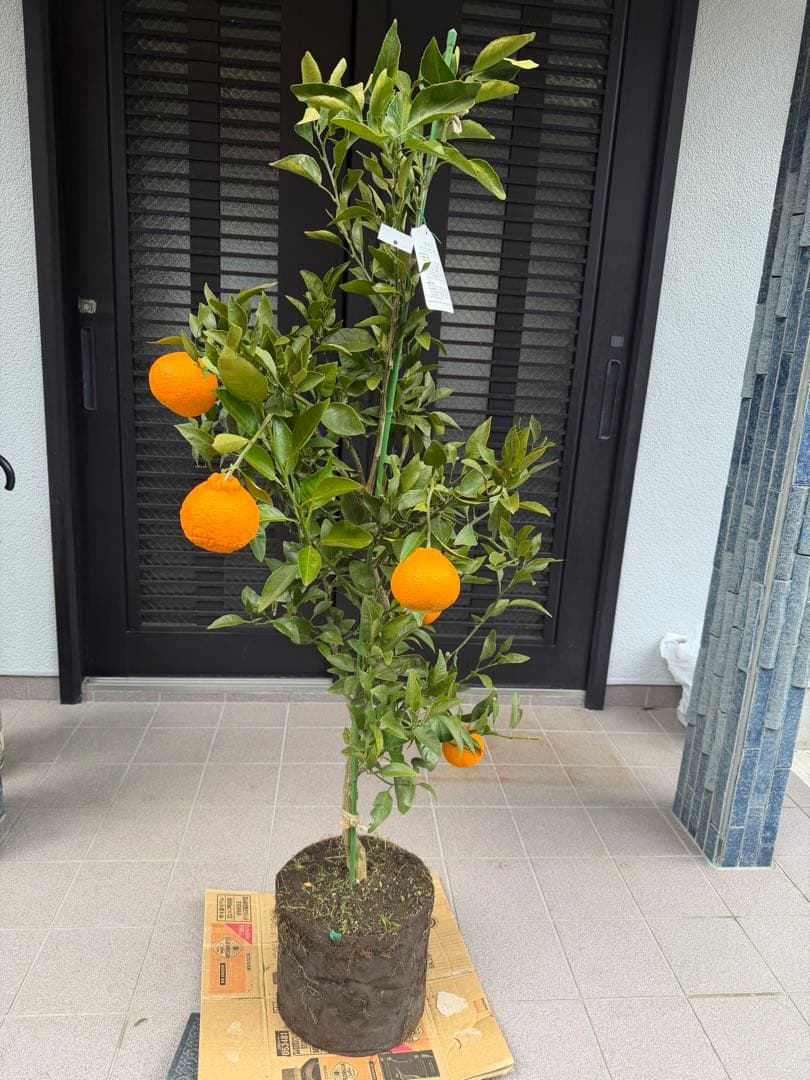柑橘苗　みかん　不知火　実付き　果樹　特大株