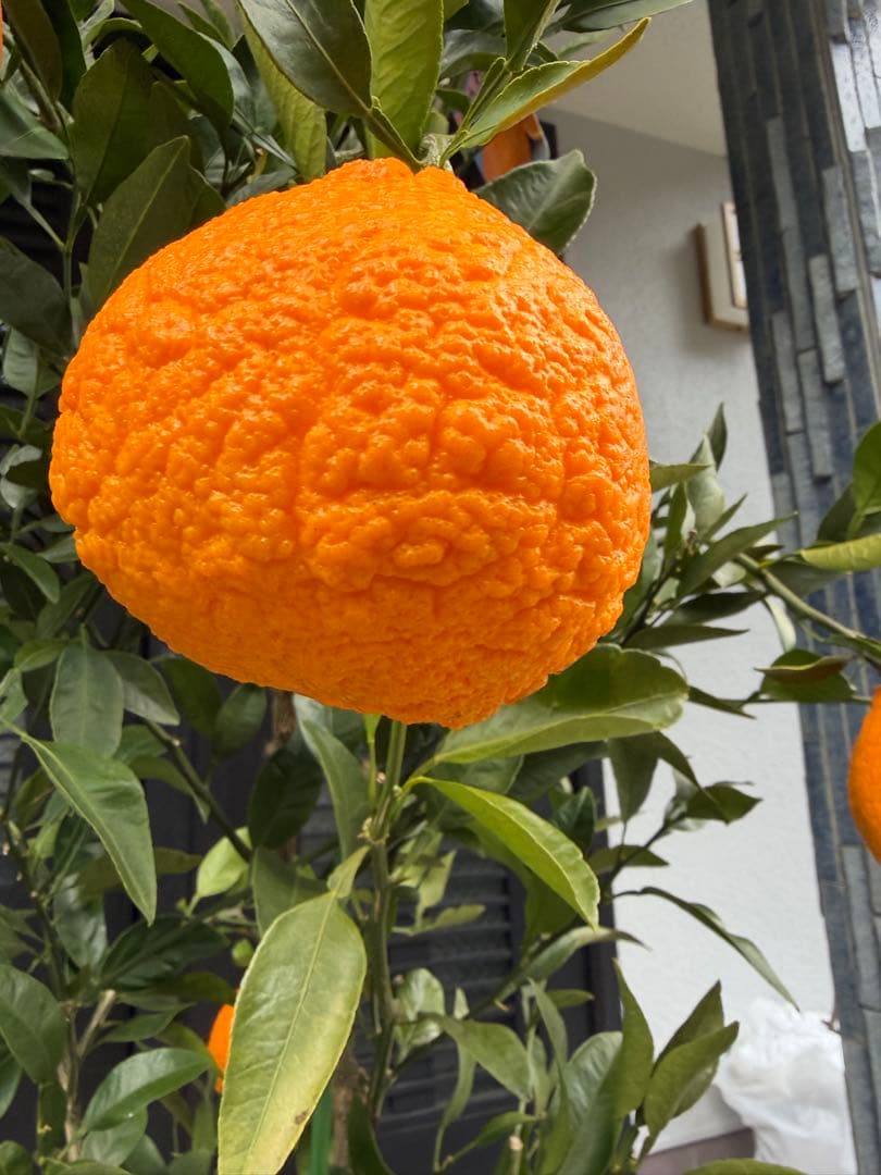 柑橘苗　みかん　不知火　実付き　果樹　特大株