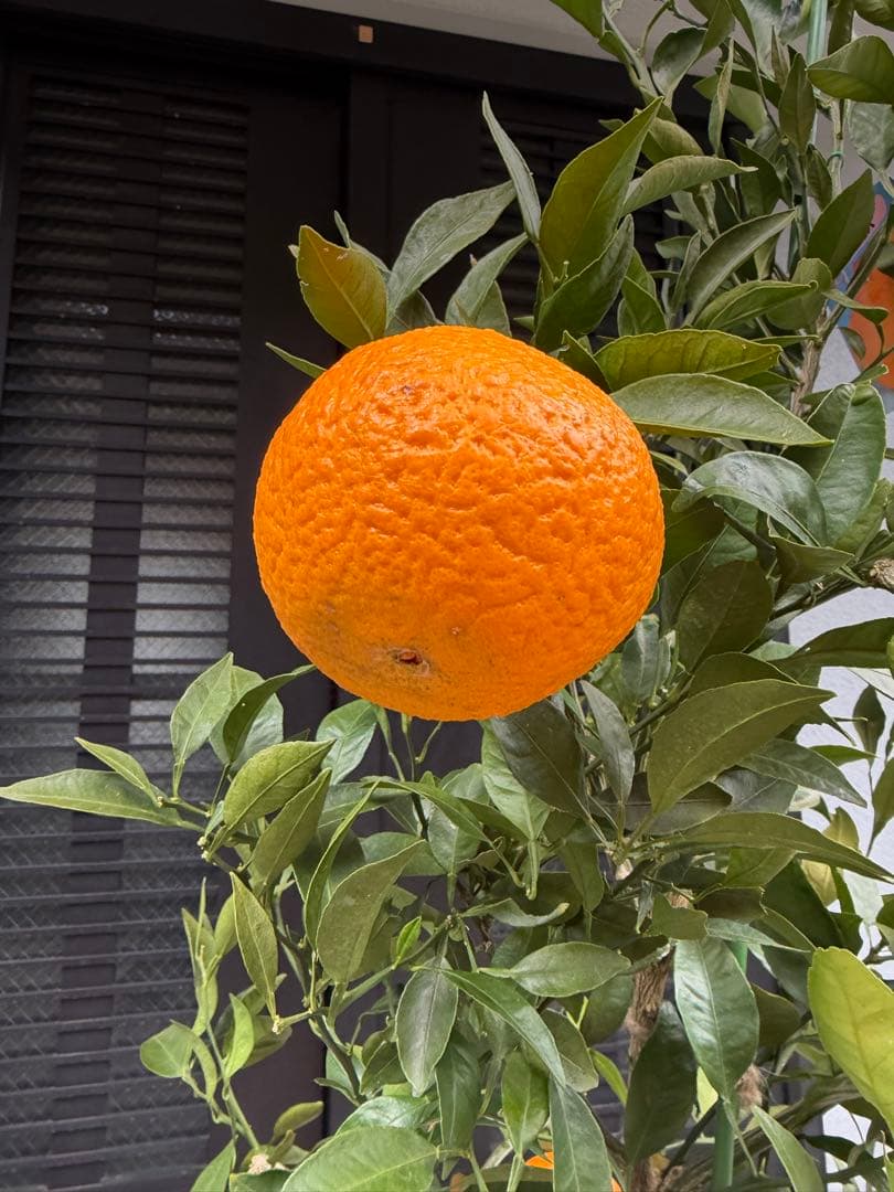 柑橘苗　みかん　不知火　実付き　果樹　特大株