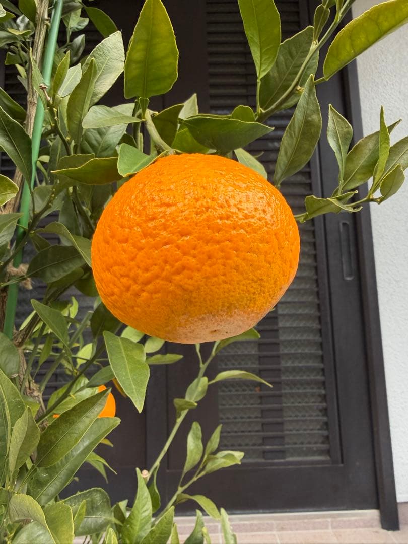 柑橘苗　みかん　不知火　実付き　果樹　特大株