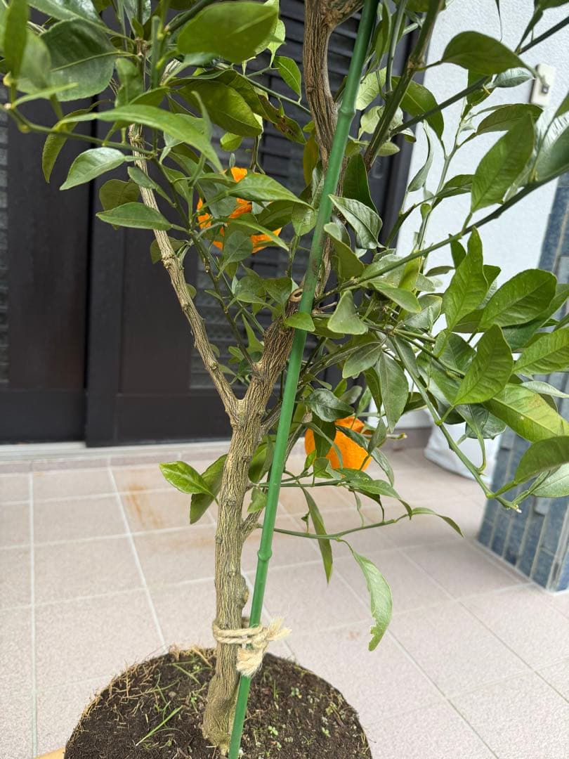 柑橘苗　みかん　不知火　実付き　果樹　特大株