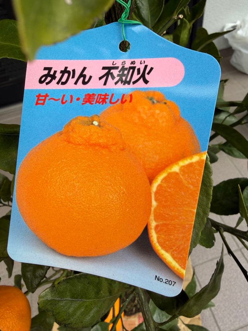 柑橘苗　みかん　不知火　実付き　果樹　特大株