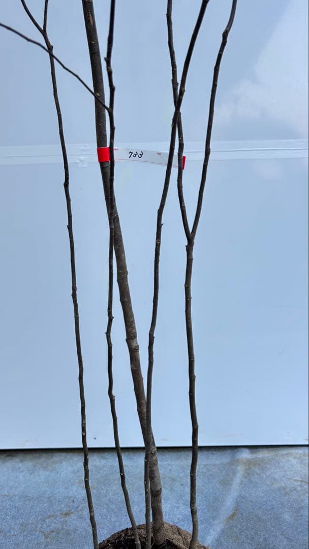 美しい樹形が魅力的 山採り ハイノキ 株立 733 樹高2.0m位 高級樹