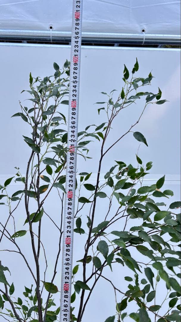 美しい樹形が魅力的 山採り ハイノキ 株立 733 樹高2.0m位 高級樹