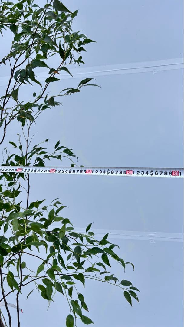 美しい樹形が魅力的 山採り ハイノキ 株立 733 樹高2.0m位 高級樹