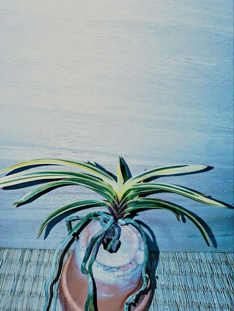 富貴蘭　必見！！至楽宝（至楽覆輪）