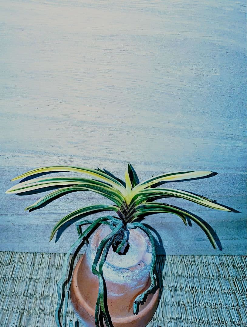 富貴蘭　必見！！至楽宝（至楽覆輪）