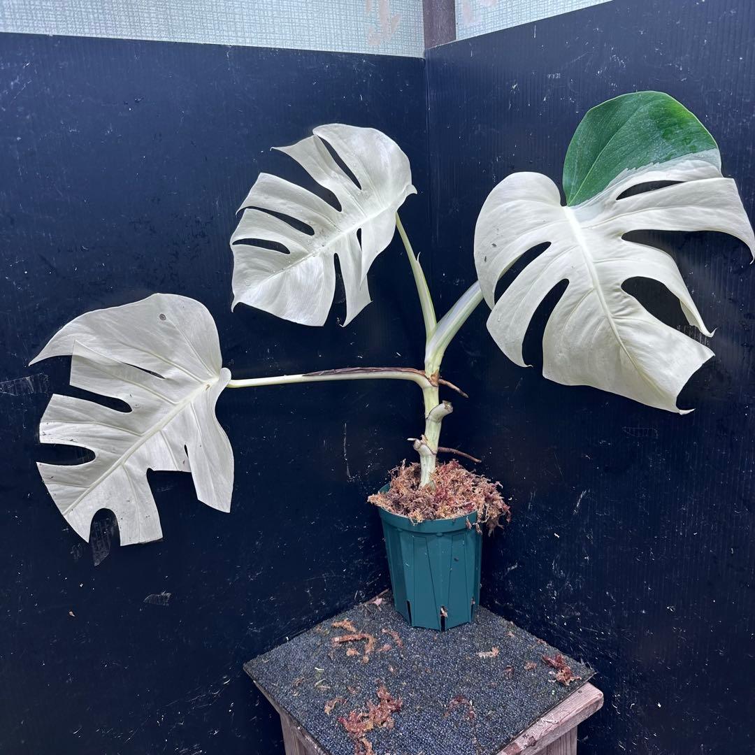 リ*ー様 斑入りモンステラ極上ホワイトタイガーフルムーン4号鉢植え発